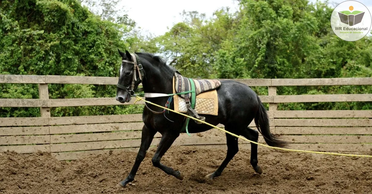 Cursos de Doma de Cavalo