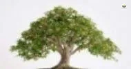 Cursos de Cultivo de Bonsai