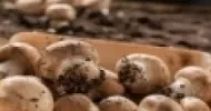 Cursos de Cultivo de Cogumelo e Champignon