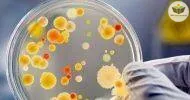 Cursos de Noções Básicas em Microbiologia