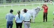 Cursos de Auxiliar em Agropecuária