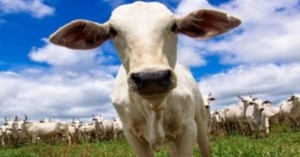 BOAS PRÁTICAS AGROPECUÁRIAS: CAMINHO PARA A SUSTENTABILIDADE E PRODUTIVIDADE NO CAMPO