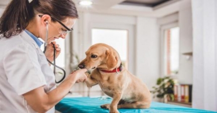 Vantagens em Fazer um Curso de Saúde Animal