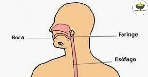 WR Educacional Cursos Gratuitos Com Certificado Válido